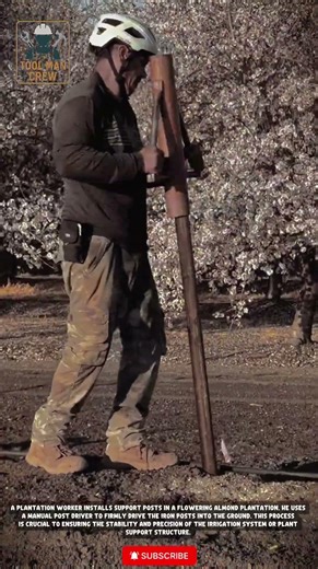 Satisfying Manual Post Driver: Installing Support Posts in Almond Plantation