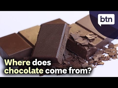 Where Does Chocolate Come From?