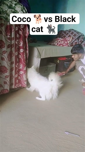 coco🐶vs black cat 🐈‍⬛||fight funny #flyxo #fighting #shortvideo #shorts