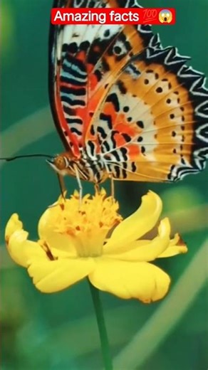 amazing facts #didyouknow #factshorts #knowledge #amazingfact #shorts