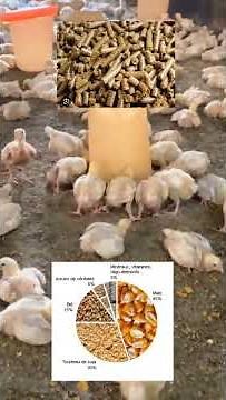 Broiler feed formulation #chicken #hens #chicks