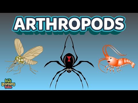 The Arthropods Complex Animals Insects
