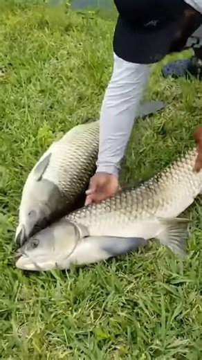 66K views · 898 reactions | What was the biggest and most surprising catch you've ever had? #reels #fishing #amazing #animals #viral #fish | Zak Catch Em | Facebook