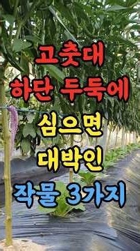 3 Crops That Thrive When Planted Under Pepper Plants