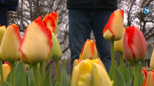 Thousands of tulips are in bloom for Tulip Time in Pella, Iowa. The annual festival celebrates Dutch heritage with more than 300,000 blooming tulips. | KCCI