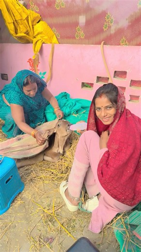 मेरी गए आज बछड़ा दी है #shortvideo #amarnathsdk #shorts