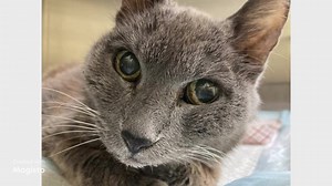 ‼️CODE RED - EUTH ALERT!!‼️ 🆘 URGENT! OPAL ~ Medical Senior Cat NEEDS RESCUE by 4PM 1/12/26! 🆘 🆘🆘🆘 URGENT! HELP NEEDED!!!! 🆘🆘🆘 Friendly senior, OPAL is a 10-year-old, 7.70 lbs, spayed female, gray, DSH cat. She entered the shelter as a stray on 1/7/25, after she was found near Brookhurst/Ball in the City of Anaheim. She came in with several medical concerns and will need further veterinary care and diagnostic testing. OPAL would love to spend her golden years in a comfortable, loving hom