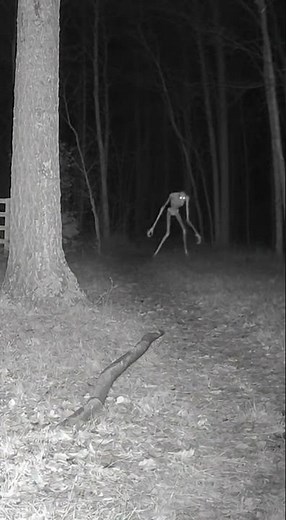 The Best Alien Footage EVER Recorded on Earth?