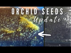 Orchid Seed Flasking at Home | Update & Germination - Vanda & Phragmipedium seeds