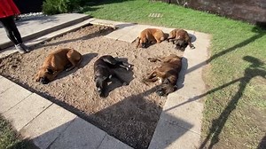 Je te présente Françoise avec ses 5 boxers | La Méthode Gun