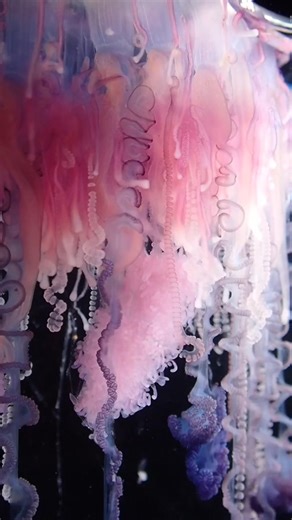 160K views · 4.5K reactions | Portuguese man o war are brutal predators with a deadly sting. But they are also some of the most beautiful animals I’ve ever seen. We collected this man-o-war at Arizona State University’s Bermuda Institute of Ocean Science. Here you can see the animal lifting it’s tentacles up and down, luring in potential prey. Video by me! | Open Ocean Exploration | Facebook