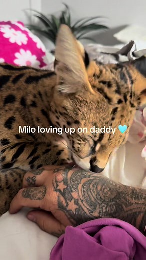 Milo beats the normal serval traits, servals are known to bind with one main person.. he has about 4 immediate close bonds 🥹 #catbehavior #wildcat #adorableanimals #serval #catlover