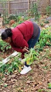Cut back hosta plants in Fall or wait until Spring? #gardening