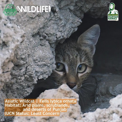 Golden eyes, silent paws, and a job that keeps Punjab’s fields alive. The Asiatic Wildcat, a guardian in the fields. . . #asiaticwildcat #asiaticcat #fyp #reels #species #animals #wildlife #reelinstagram #wildanimals #reels #videos #facebook #reels #mammals #reel | Punjab Wildlife and Parks Department