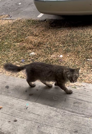 Thank You for Supporting Street Animals