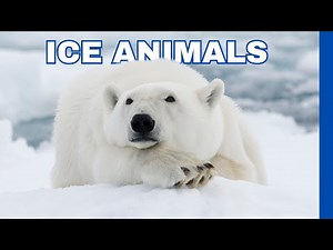 ICE ANIMALS: Surviving in Alaska, the Arctic, and Antarctica | Full Nature Documentary