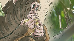 60 Years Later, Jane Goodall Continues Fight for Chimpanzees and the Planet