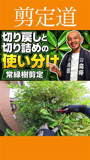 【初心者必見】切り戻しと切り詰めの使い分け解説！！ #剪定方法 #切り戻し #庭木の管理 #庭作業 #庭木の手入れ #庭木の剪定 #切り詰め #初心者