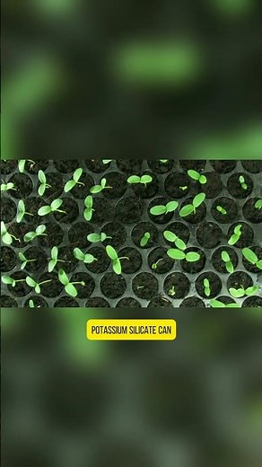 Why is potassium silicate increasingly chosen as fertilizer in agricultural production