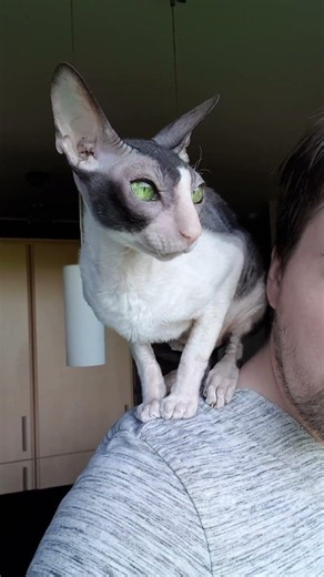 Shoulder Cat Since Day One ❤️