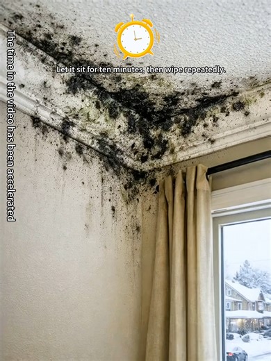 Effective Deep Mildew Removal for Long-Term Protection