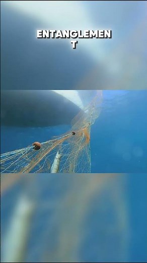 Top Ten Endangered Species of the Pacific Ocean: Intro