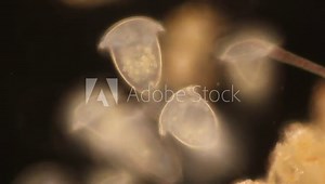 Study of protozoa and Algae under the microscope for education. Stock Video
