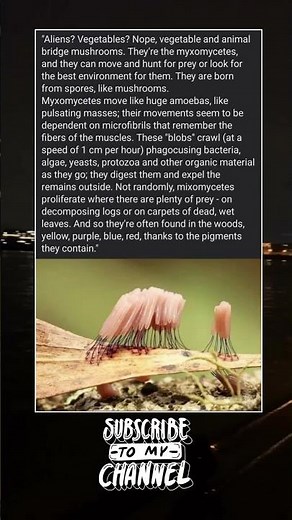 "Aliens? Vegetables? Nope, vegetable and animal bridge mushrooms. They're the myxomycetes, and they