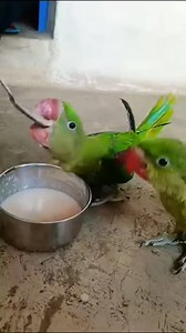5.8K views · 10K reactions | baby parrot morning feeding time 殺列 video | Priya Rai | Facebook
