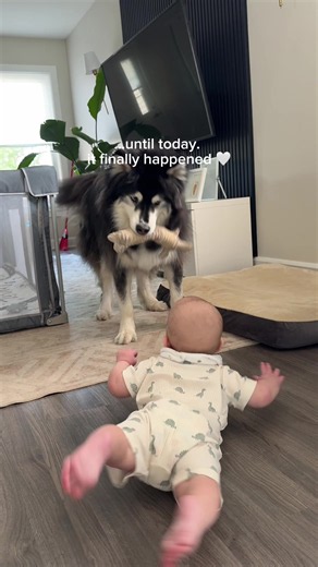 the moment my husky and baby became best friends 🥹 #husky #baby | Husky