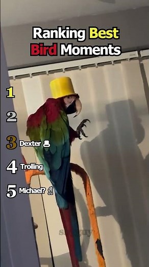 Ranking Best Bird Moments 🐦