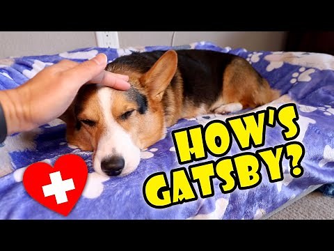 CORGI’S Health Update From Vet || Life After College: Ep. 718