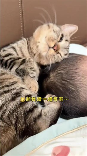 Brother's Sleepover: A Heartwarming Pet and Kid Adventure