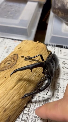 俊敏な110mmのマンディブラリスフタマタクワガタ 巨顎叉角鍬形蟲#クワガタ #stagbeetle #マンディブラリスフタマタクワガタ #insect #支援教