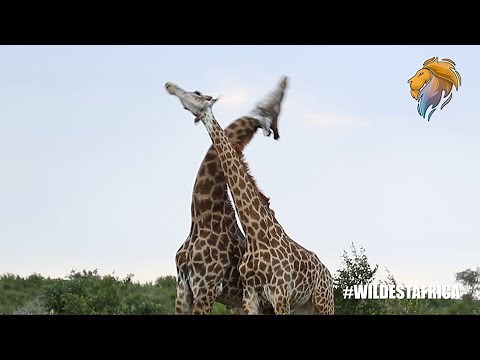 Giraffes Fighting | Kruger Park Sightings | Amazing Animal Videos