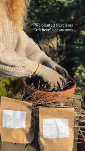 See how it turned out!✨ Narcissus ‘Erlicheer’ naturally flowers around March/April but they can be forced to flower early indoors. They require around 12 weeks of cold temperatures before being moved into the warm, so you can put the bulbs in the fridge in mid September, plant the bulbs in a pot outdoors in mid November, then bring the pot indoors in mid December. After flowering, they can be planted into the garden where they can grow back in future years. Their fragrance is incredible! Save th