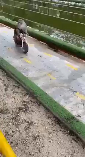 🛣🏍🐒🏁 | The Raven Man