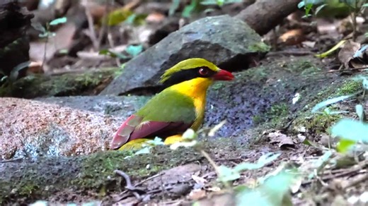 59K views · 4.4K reactions | Wishing you an amazing weekend! Indochinese Green-Magpie calls (Cissa hypoleuca) China to Vietnam. | BIRDS & Nature | Facebook