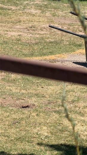 Gopher hunting! #gophers #gopherkilling #shortsfeed
