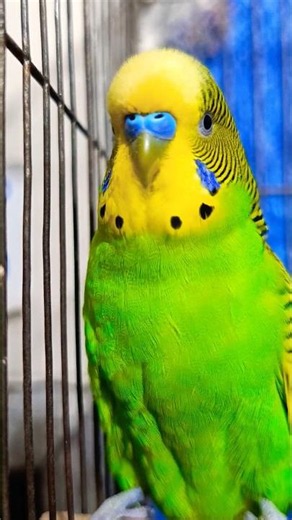 Happy budgie chirping sounds #shorts #birdshousevlogs #budgieslife #parakeet #birdsounds #petbirds