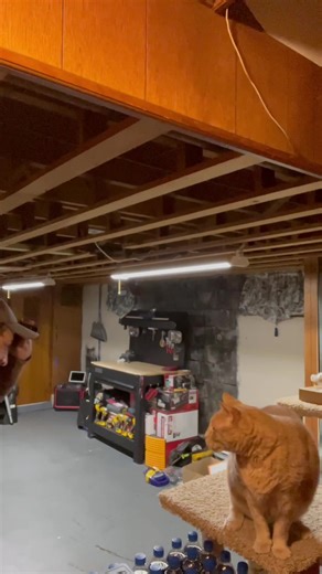 I have an all time favorite video of Boodies that brings me to pieces each time. One day I’ll post it. It is the epitome of the saying “just his face next to the word in a dictionary”. In this case, a gentle giant. His 4-6 hour per diem? Nature vids on YouTube. Never left the house without him being set. One day, watching together, a vid pops up of two cats face to face, fur spiked, backs like teepees. And screeching at one another. He took it so seriously. He constantly scolded the two cats to 