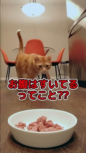 【超最新】猫がご飯を残す意外な理由が判明！鼻の疲れをリセットする方法