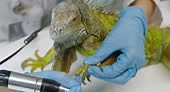 Basic routine and care for the exotic green iguana in a professional...