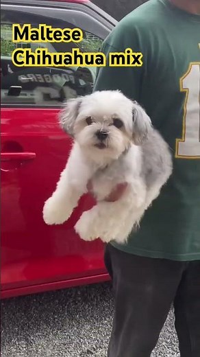 Maltese Chihuahua mix