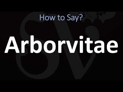 How to Pronounce Arborvitae? (CORRECTLY)