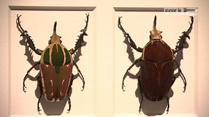 A new "creature feature" has opened at the Oregon Museum of Science and Industry (OMSI) Full story: kptv.tv/2LSOJk6 | FOX 12 Oregon