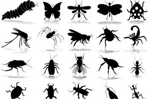 North Fulton Pest Solutions