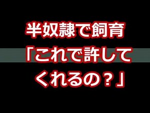 【スカッとする話】半奴隷で飼育「これで許してくれるの？」