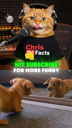 Funny Dog & Cat Jokes That’ll Make You LOL 😂🐶🐱 | #dog #cat #pet