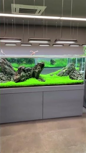 Aquarium Gallery 🐠✨ — A World of Underwater Beauty